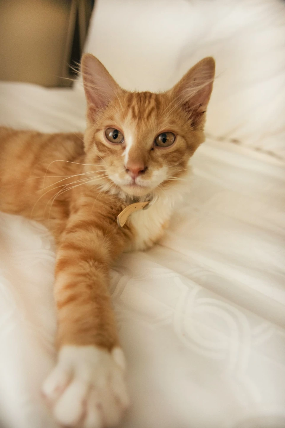 orange tabby cat on bed
